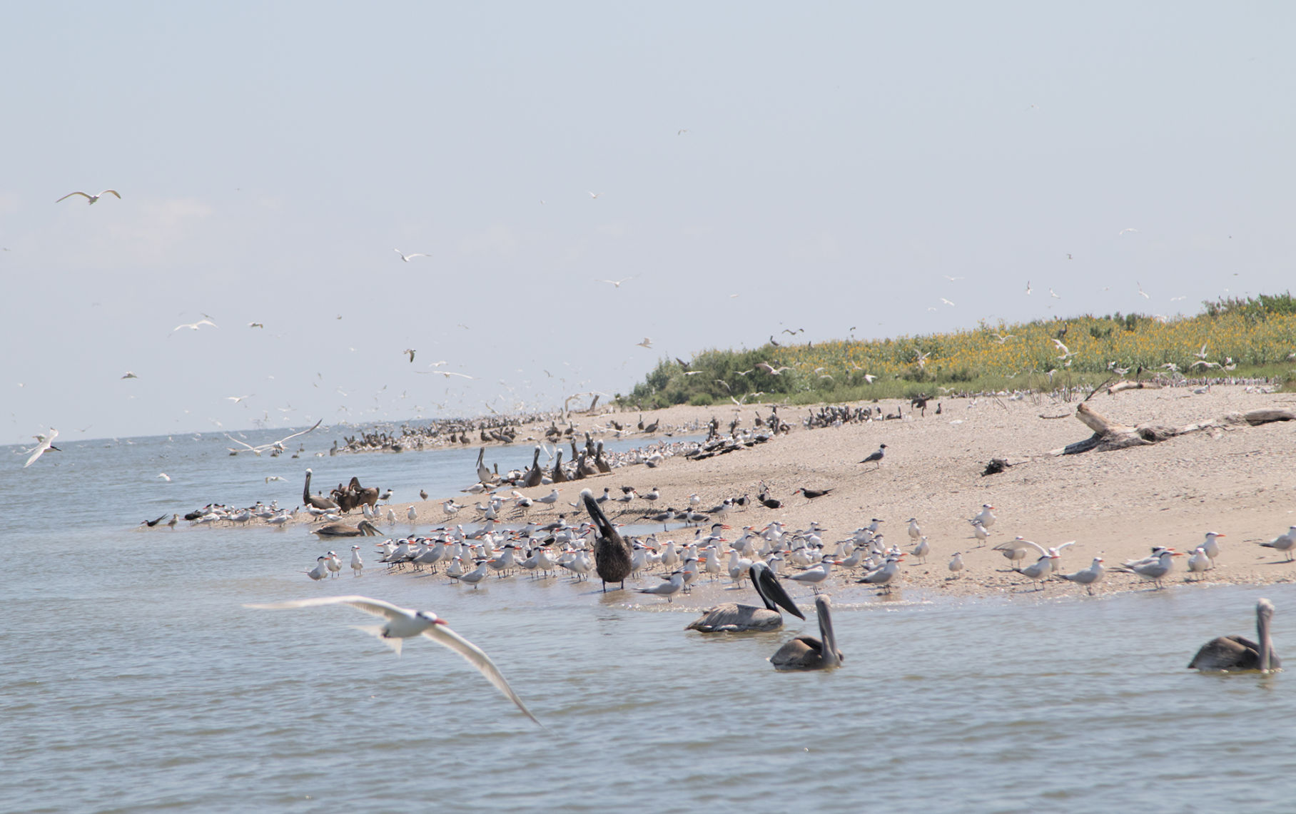 Mild winter causes water birds to nest early